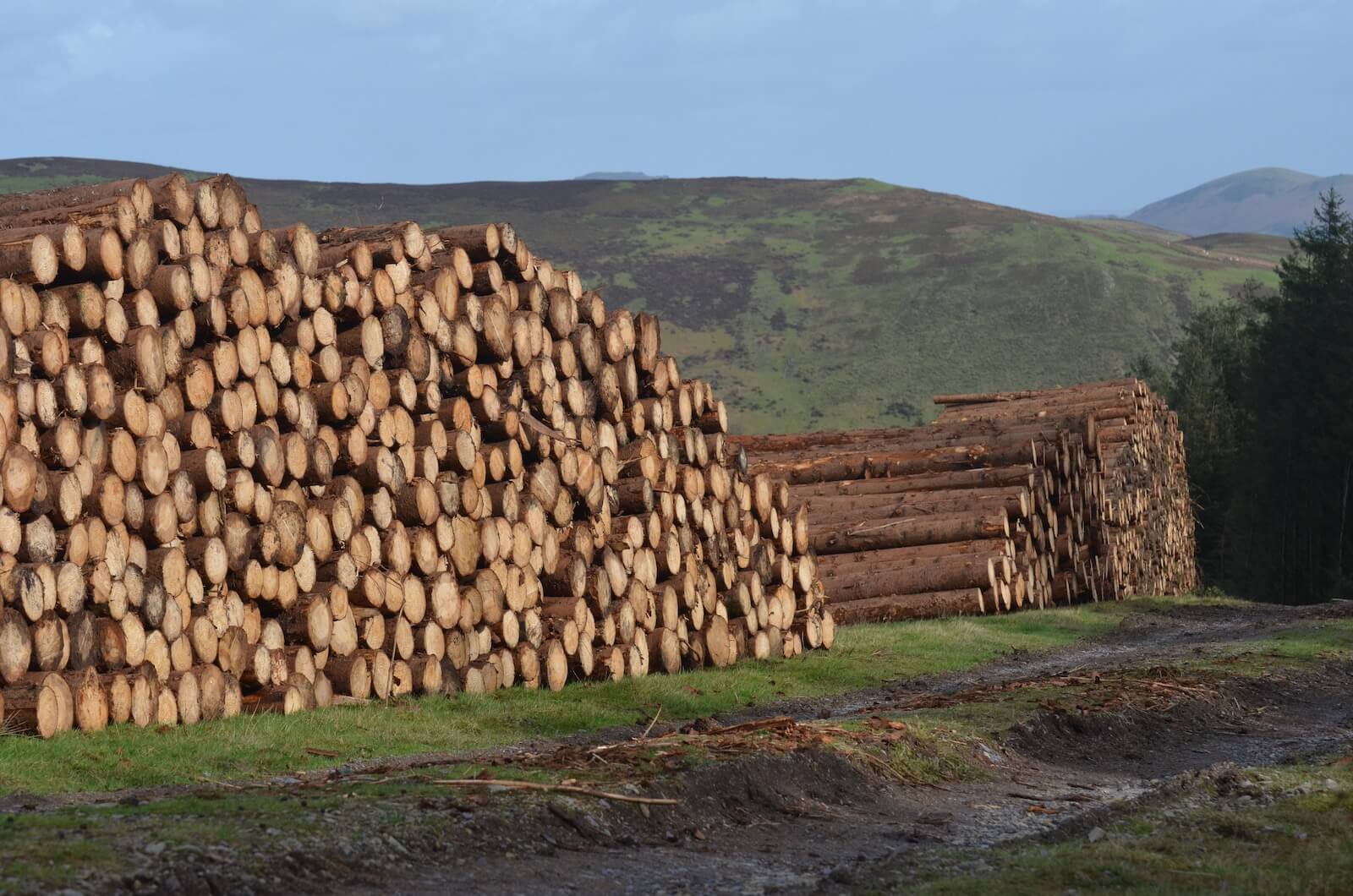 timber pile